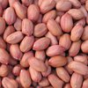 В США создан арахис для страдающих от аллергии