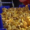 В Украине начался грибной сезон