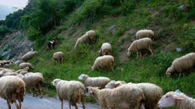 В Греции фермеров обязали освещать овец по ночам