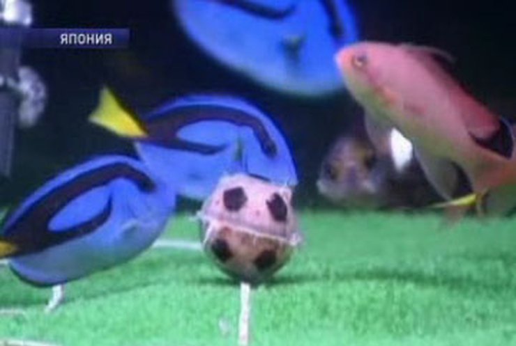 Японцы заставили играть в футбол аквариумных рыбок