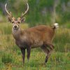 В Америке из закусочной выгнали оленя