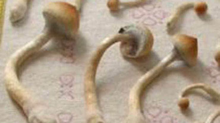 Голландские фаны отравились запрещенными грибами на ЧМ-2010