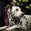 Жителя Франции осудили за убийство своей собаки