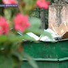 В Ивано-Франковске на мусорке нашли новорожденных двойняшек