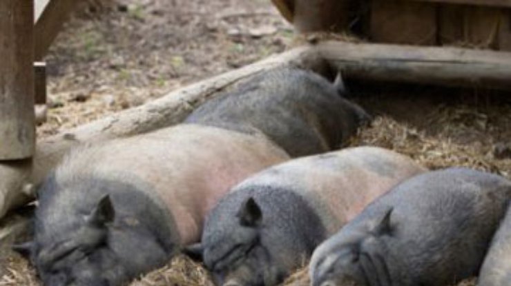 Шотландцы выводят смертельно больных свиней