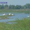 Экологи вернули жизнь на остров в дельте Дуная