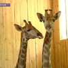 В Ялтинский зоопарк привезли пять жирафов