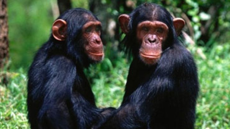Шимпанзе способны убивать друг друга за территорию