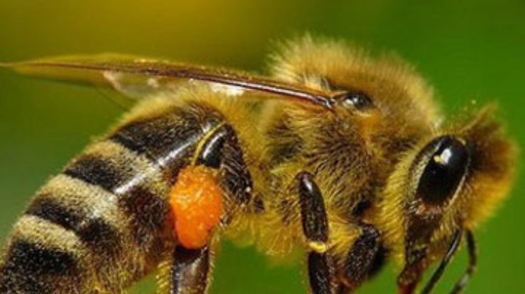 Вымирание пчёл может спровоцировать нехватку продовольствия в Британии