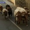 В Памплоне быков, участвовавших в бегах, отправили на бойню