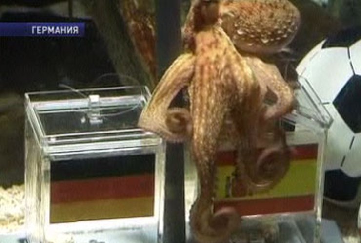 Осьминог-предсказатель из Германии прославился на весь мир