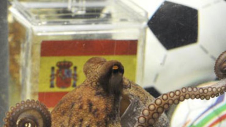 Испанцы хотят купить осьминога Пауля