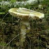 Десятки украинцев отравились грибами с начала сезона, 11 умерли