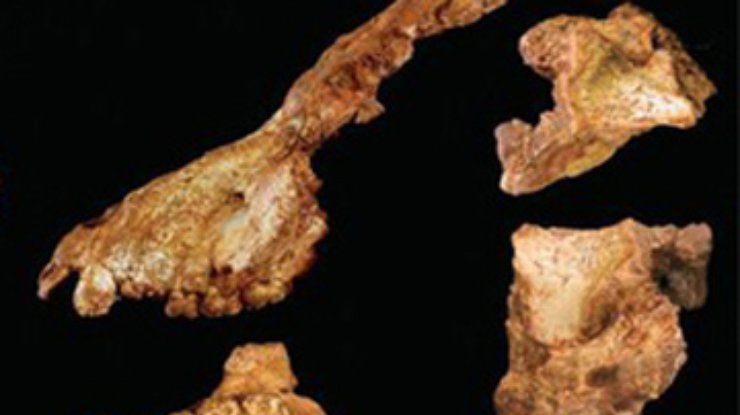 Найден неизвестный ранее общий предок мартышек и людей