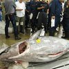В Токио на рыбном аукционе продали рекордного тунца
