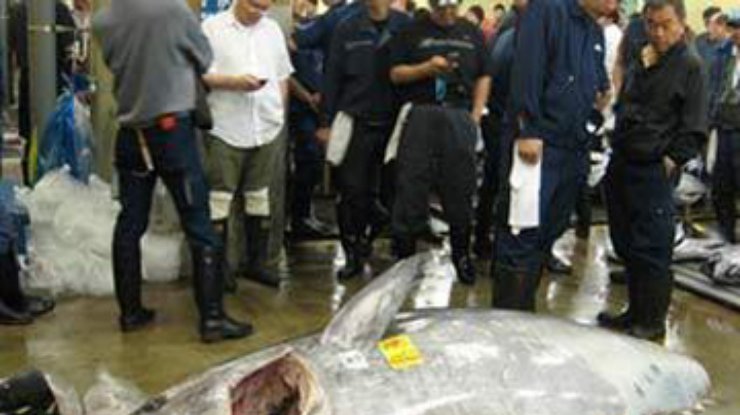 В Токио на рыбном аукционе продали рекордного тунца