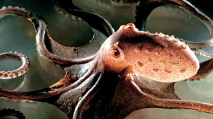 Яд осьминогов используют против гипертонии и диабета