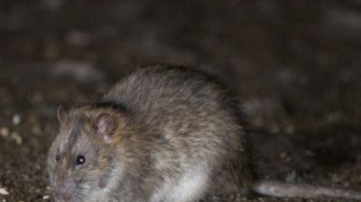 В прошлом по Земле бегали 6-килограммовые крысы