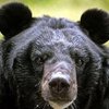 В США медведь забрался в жилой дом, чтобы поесть