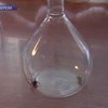Из-за жары вглубь страны мигрируют каракурты - смертельно опасные пауки