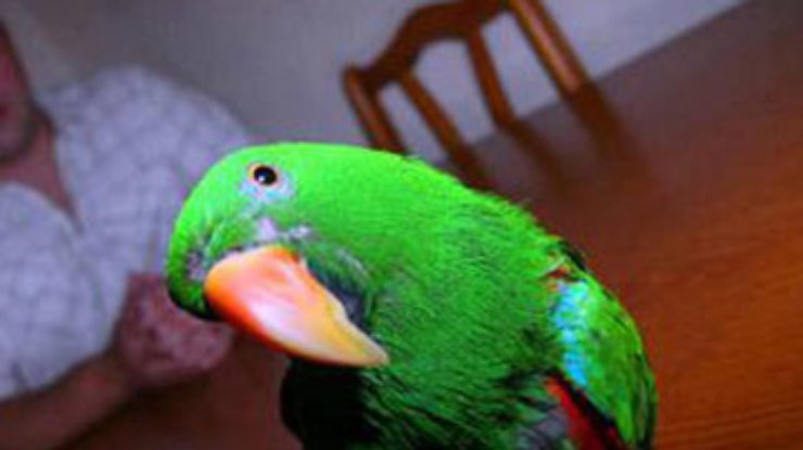 В Британии попугай предотвратил ограбление дома