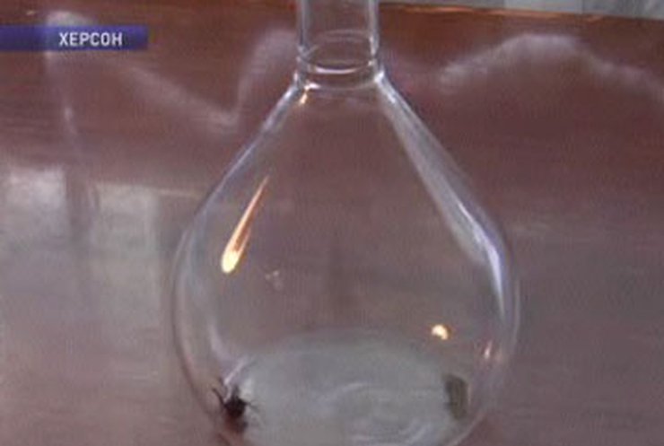 Из-за жары вглубь страны мигрируют каракурты - смертельно опасные пауки