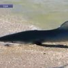 В Нью-Джерси на пляж выбросило двухметровую акулу