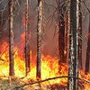 FT: Россия обратилась за помощью в борьбе с лесными пожарами
