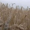 Урожай в этом году существенно пострадал из-за жары