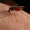 На Тайване установлен рекорд по истреблению комаров