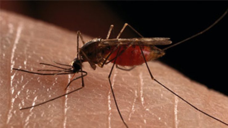 На Тайване установлен рекорд по истреблению комаров