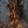 Дым от лесных пожаров в России достиг стратосферы