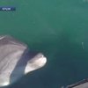 В Севастополе дельфин обратился за помощью к людям
