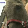 "Летающая" ослица Анапка стала мировой знаменитостью