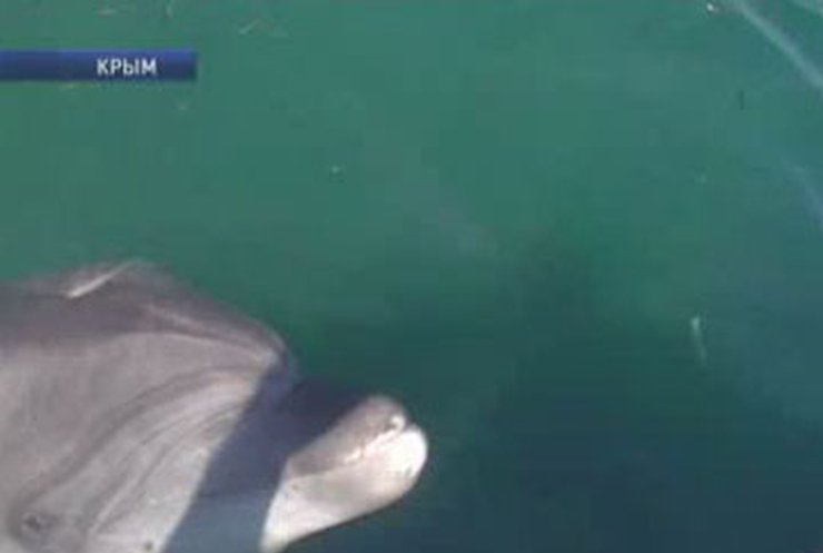 В Севастополе дельфин обратился за помощью к людям