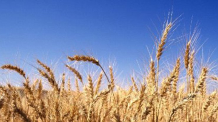 Deutsche Welle: Скачок цен на пшеницу - реакция рынка на неуверенность