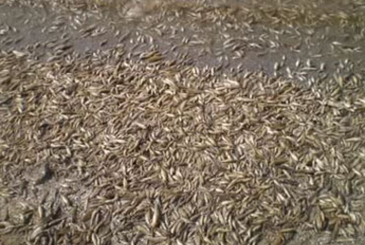В Коблево выброс сероводорода спровоцировал массовую гибель рыбы