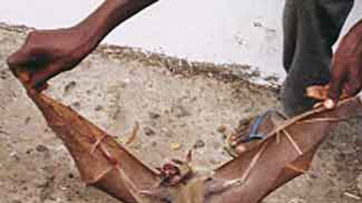 В Перу зафиксирована вспышка бешенства у летучих мышей-вампиров