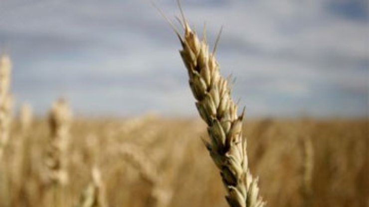 В Кабмине не боятся санкций ВТО за блокаду экспорта зерна