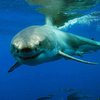 На Лазурном берегу пляжи закрыли из-за опасности акулы