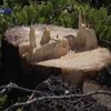 В Колорадо массово вырубают вековые сосны