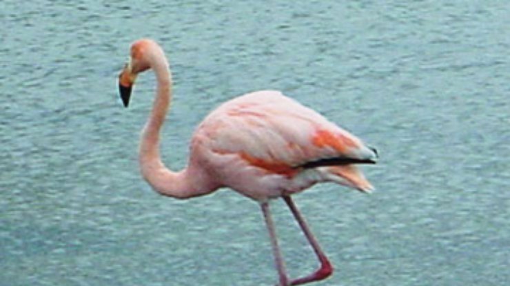 В Испании 80 фламинго погибли из-за грозы