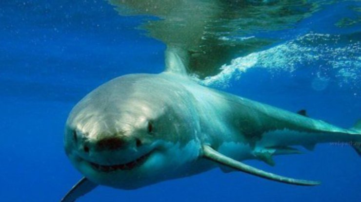 На Лазурном берегу пляжи закрыли из-за опасности акулы