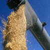 AFP: Из-за засухи Украина может ограничить экспорт зерна
