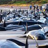 На берег Новой Зеландии выбросились 73 кита