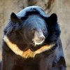 Житель Нидерландов спас свою дочь от медведя в зоопарке