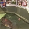 В Австралии появился крокодил-провидец