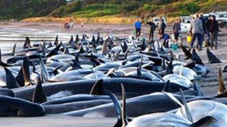 На берег Новой Зеландии выбросились 73 кита