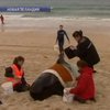 В Новой Зеландии на берег выбросились 73 дельфина