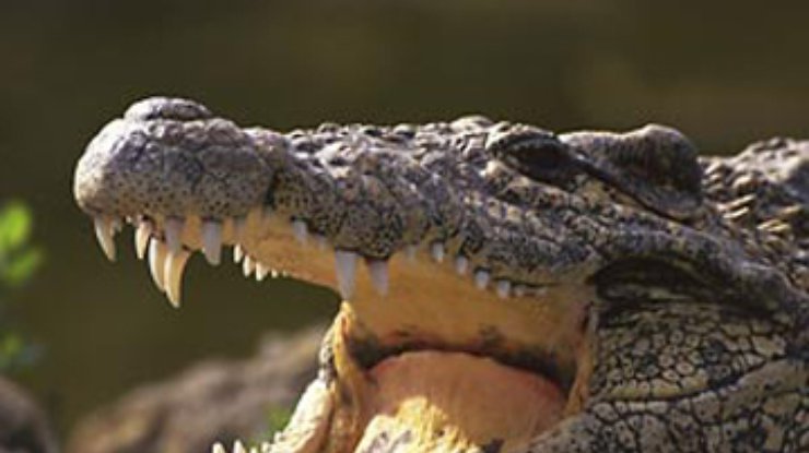 Пляжи на севере Франции закрыли из-за крокодила